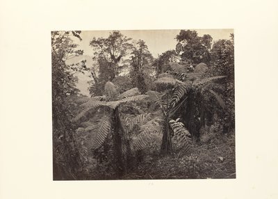 Darjeeling; Groep Varens bij Lebong door Samuel Bourne