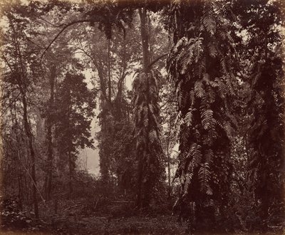 Darjeeling, India door Samuel Bourne