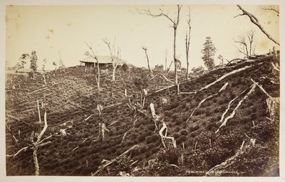 The Selim Tea Estate, Darjeeling, uit 