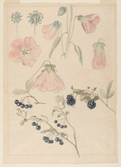 Botanische Detailstudies: Stokrozen, Bosbessen en Bramen door Samuel Colman