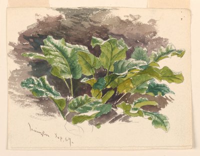 Botanische studie door Samuel Colman