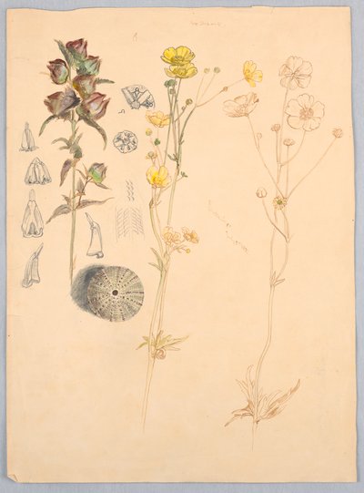 Boterbloemen, Mt. Desert door Samuel Colman