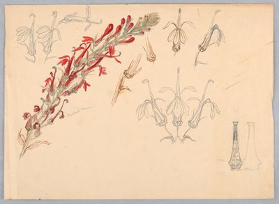 Kardinaalsbloem door Samuel Colman