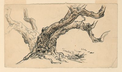 Tekening, Schetsen. Platanen, Santa Barbara, Californië, ca. 1888 door Samuel Colman
