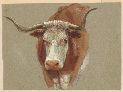 Hoofd van een koe of os door Samuel Colman