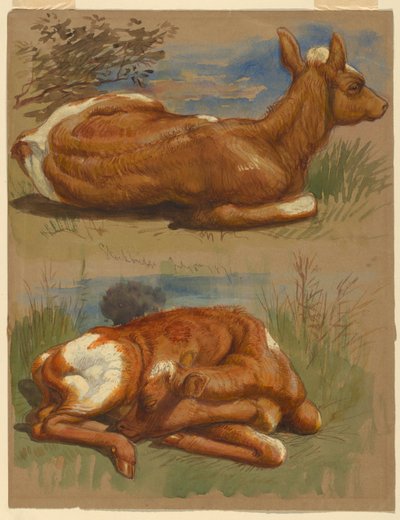 Studies van kalveren, Stockbridge door Samuel Colman
