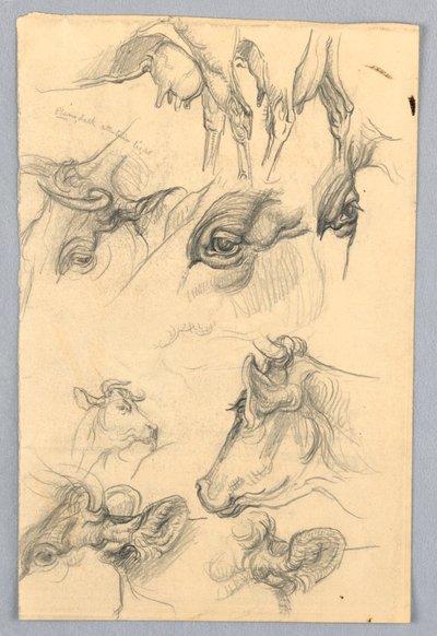 Studies van Koeien door Samuel Colman