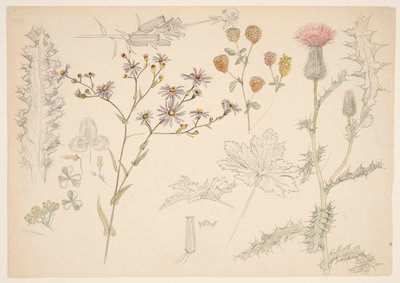 Studies van weidebloemen door Samuel Colman