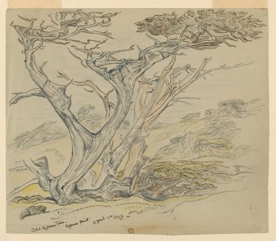 Studie van Oude Cipressen, Cypress Point door Samuel Colman