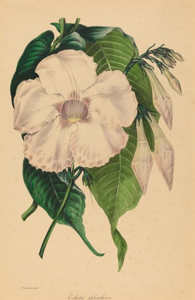 Echites splendens door Samuel Holden