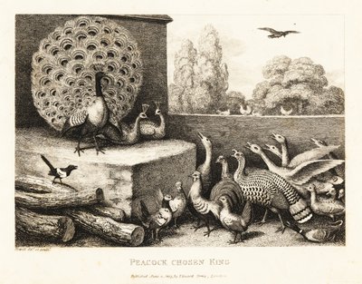 Een pauw gekozen tot koning van de boerderijvogels. 1811 (ets) door Samuel Howitt