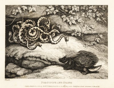 De scherpe stekels van een stekelvarken verdrijven een nest slangen uit een hol. 1811 (ets) door Samuel Howitt