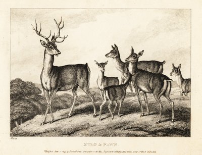Een hert met hinden en kalveren. Hert en kalf. 1811 (ets) door Samuel Howitt