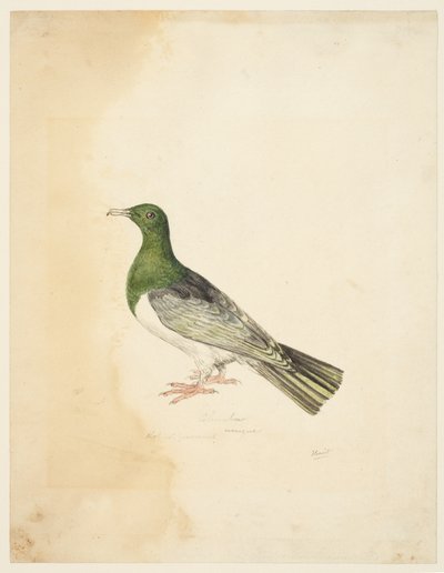 Vogel - Columba door Samuel Howitt
