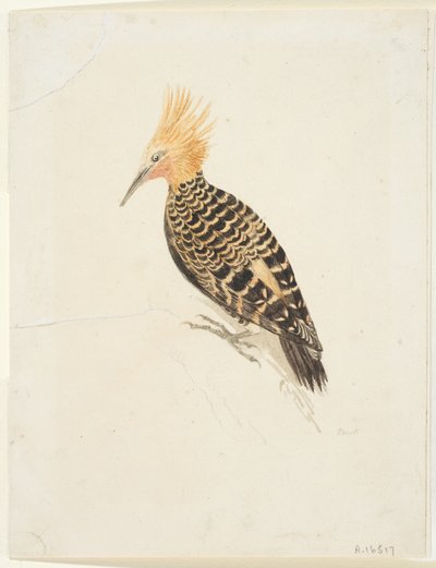 Vogel door Samuel Howitt