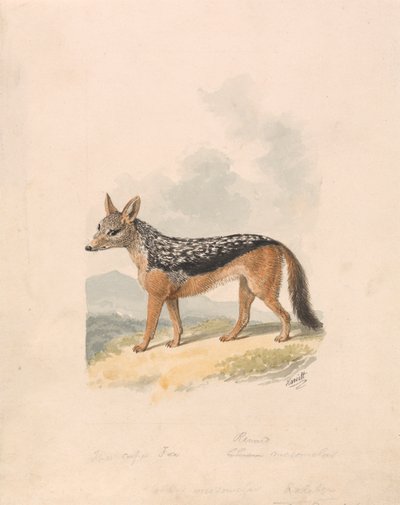 Zwartgerugde Jakhals door Samuel Howitt