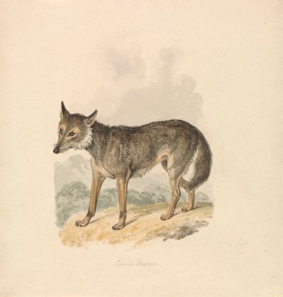 Canis Lupus, of Grijze Wolf door Samuel Howitt