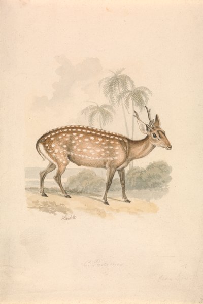 Hog Deer door Samuel Howitt