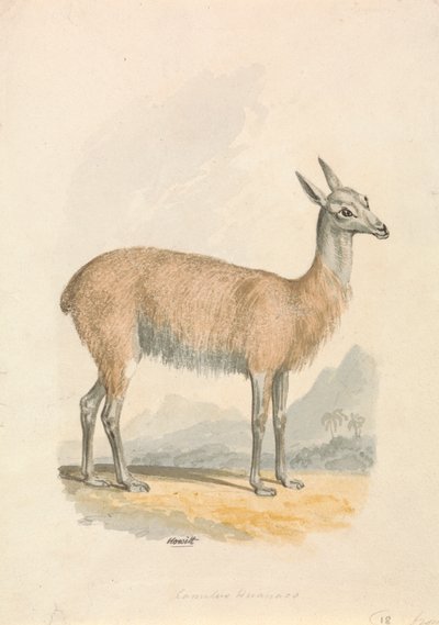 Lama door Samuel Howitt
