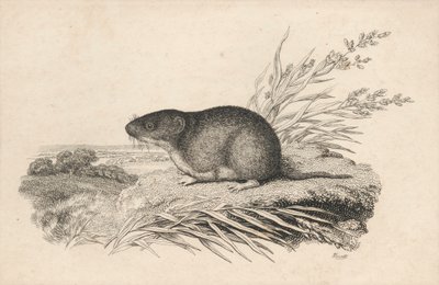 Muskusrat door Samuel Howitt