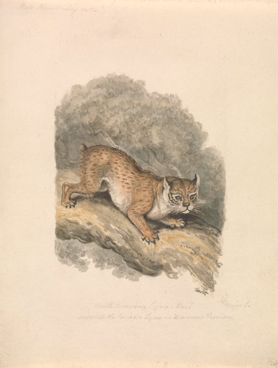 Noord-Amerikaanse lynx door Samuel Howitt