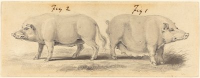 Twee Chinese varkens door Samuel Howitt