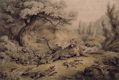 Wilde honden vallen een tijger aan door Samuel Howitt