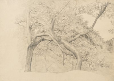 Een struikgewas van bomen in blad, 1884 door Samuel Isham