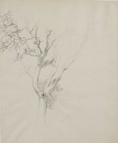 Boomstudie, 1884 door Samuel Isham
