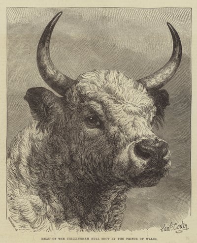 Hoofd van de Chillingham Stier geschoten door de Prins van Wales door Samuel John Carter