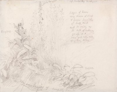Vingerhoedskruid door Samuel Palmer