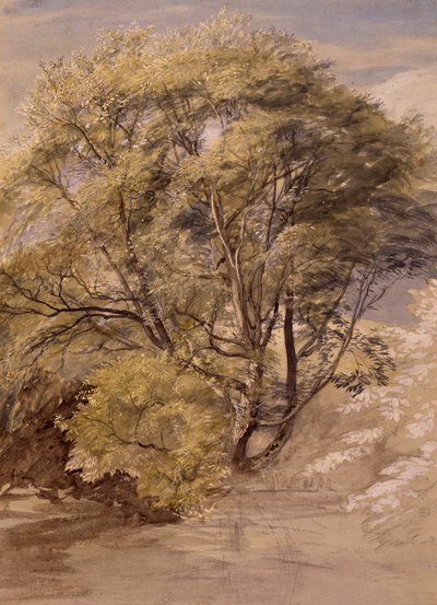 Studie van een wilgenboom, ca. 1850 door Samuel Palmer