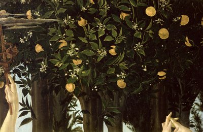 Primavera, detail van de sinaasappelboom, ca. 1478 door Sandro Botticelli
