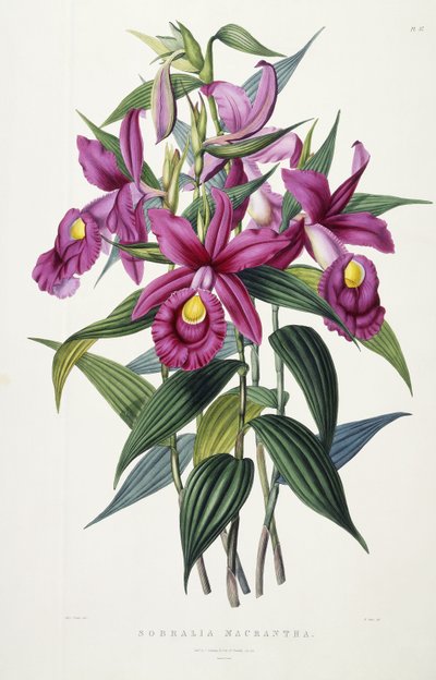 Sobralia Macrantha, ca. 1837-43 door Miss Drake