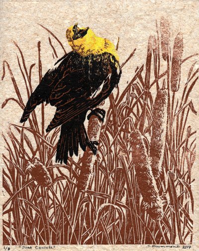 Cantate van kattenstaart, 2017 (Linosnede) door Sarah Drummond
