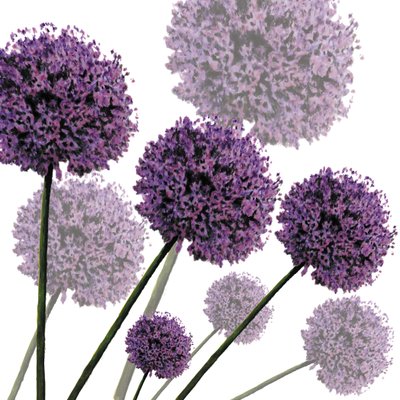 Allium Fernandez, 2004 door Sarah Hough
