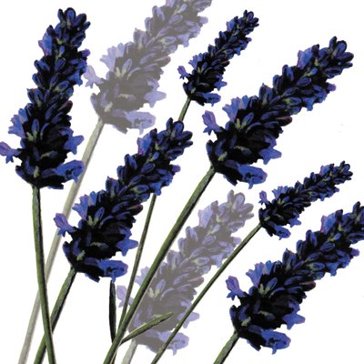 Zoete lavendel, 2004 door Sarah Hough