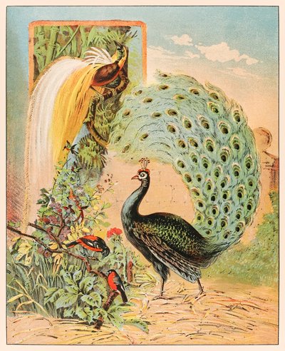 Een pauw tussen andere exotische vogels in de volière van het Barnum & Bailey Circus uit P.T. Barnum