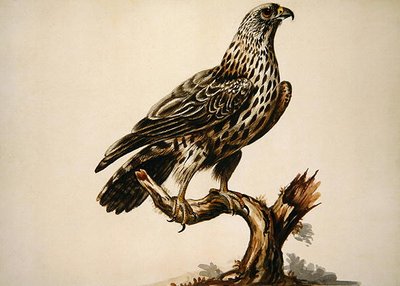 Een buizerd door Sarah Stone