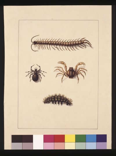 Pagina 11. Insecten van New South Wales. Nu bekend als gewone duizendpoot, spin geslacht Isopeda, soldatenkrab, rups, c.1789-90 door Sarah Stone