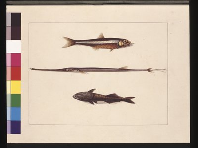 Pagina 13. Atherine, Tabak, Pijpvissen, Remoravis. Nu bekend als Ansjovis, Fluitbek en Zuigvis, c.1789-90 door Sarah Stone