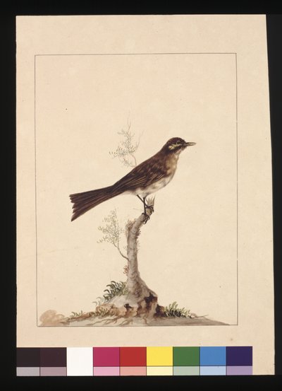 Pagina 14. Geelwangvliegenvanger. Nu bekend als een Geelwanghoningeter, c.1789-90 door Sarah Stone