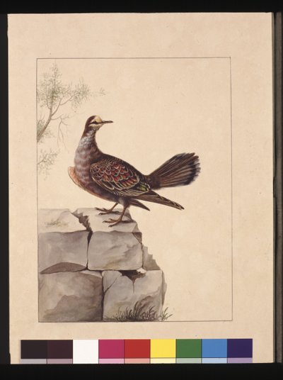 Pagina 15. Goudvleugelige Duif. Nu bekend als een Bosbronsvleugelduif, ca. 1789-90 door Sarah Stone