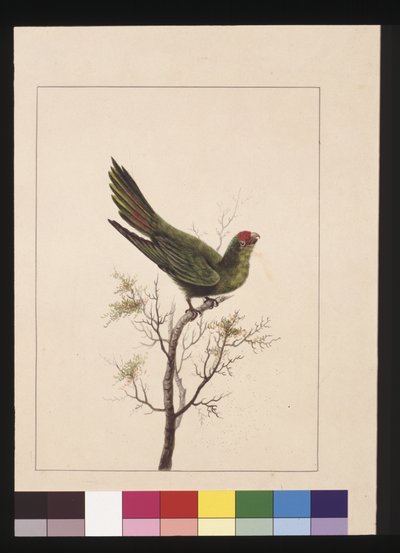 Pagina 18. Kleine Parkiet. Nu bekend als een Kleine Lori, ca. 1789-90 door Sarah Stone
