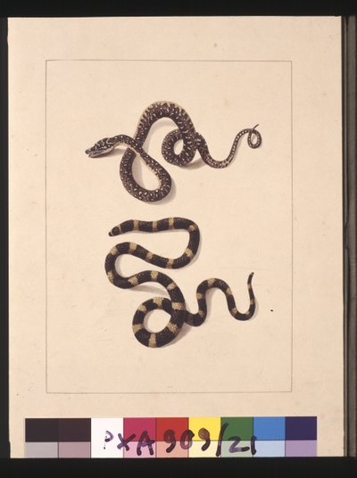 Pagina 21. Slangen nr. 1 & nr. 2. Nu bekend als een jonge diamantslang & een bandy bandy, c.1789-90 door Sarah Stone