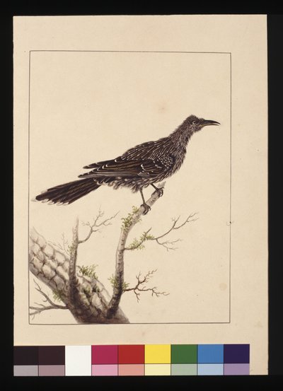 Pagina 26. Leliebijvogel vrouwtje. Nu bekend als een Kleine Lelievogel, c.1789-90 door Sarah Stone