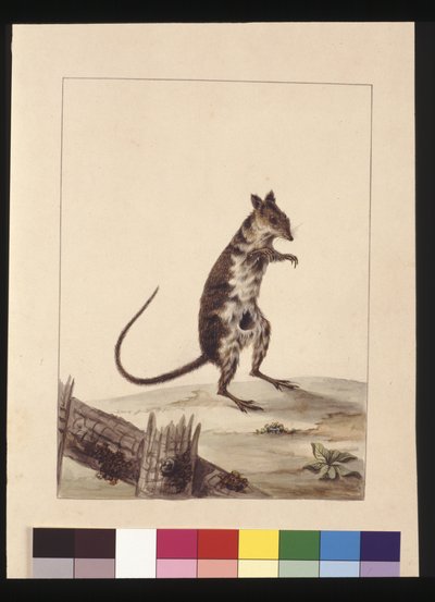 Pagina 27. Poto Roo of Kangoeroerat. Nu bekend als een Roodbruine Ratkangoeroe, ca. 1789-90 door Sarah Stone