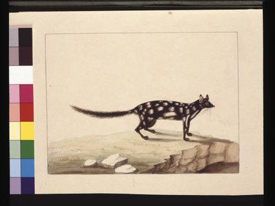 Pagina 28. Een Tapoa Tafa. Nu bekend als een Dasyurus quoll. Lijkt een kopie van Sarah Stone van een plaat van Charles Catton Junr., c.1789-90 door Sarah Stone