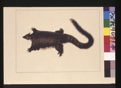 Pagina 4. Hepoona Roo: Gesigneerd l.l. buiten kaderlijn S. Smith. Nu bekend als een Grote glider possum, ca. 1789-90 door Sarah Stone