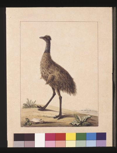 Pagina 7. Nieuw-Hollandse Kasuaris. Nu bekend als een Emu, ca. 1789-90 door Sarah Stone